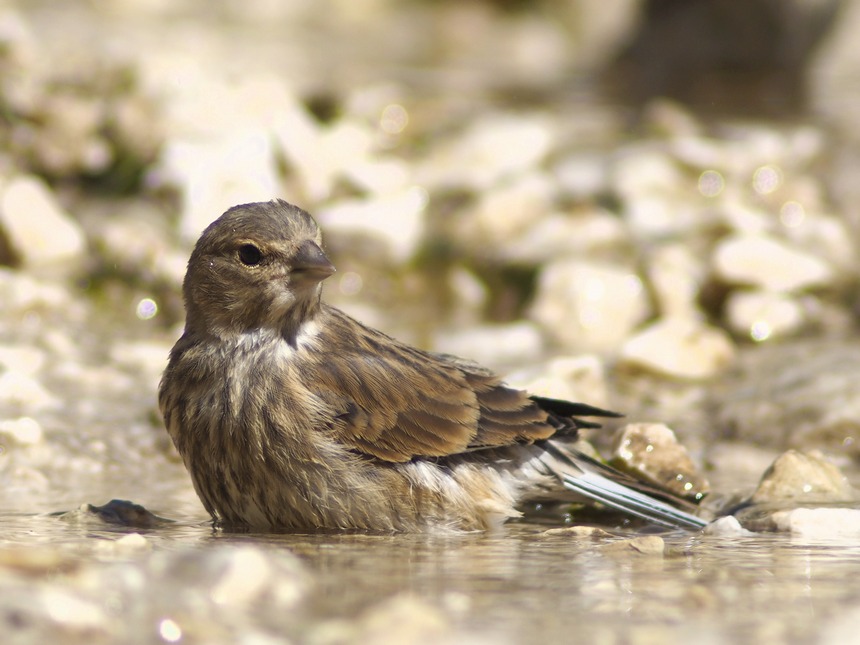 carrellata di Fanelli